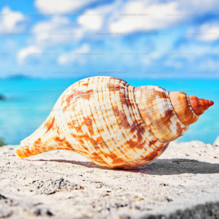 Seashell next to ocean in The Bahamas.