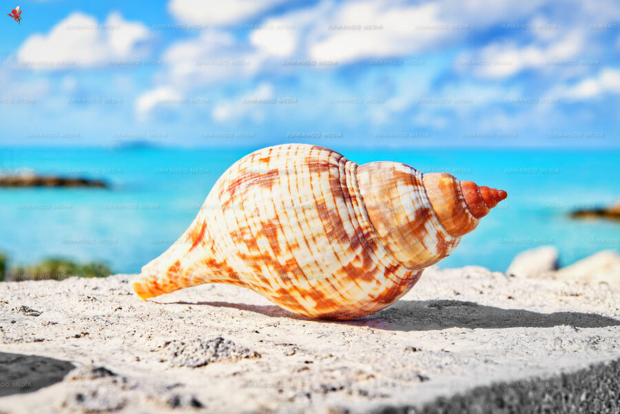 Seashell next to ocean in The Bahamas.