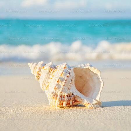 Waves crest behind a shell on a sandy beach.