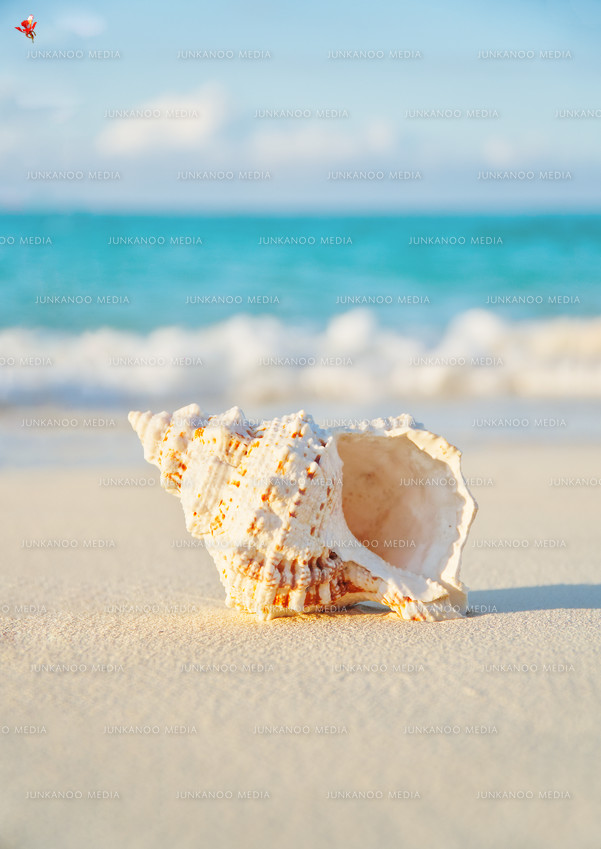 Waves crest behind a shell on a sandy beach.