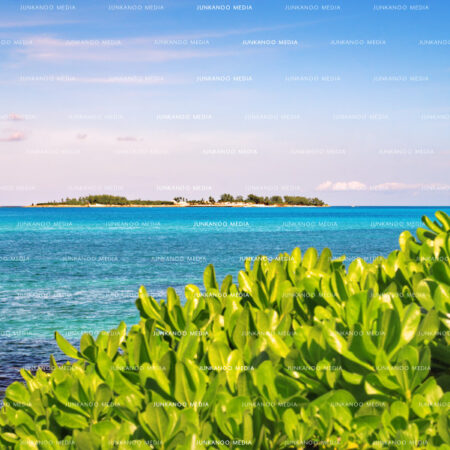 Beach Naupaka plant (Scaevola taccada) in the foreground with ocean in the mid ground and Balmoral Island in The Bahamas in the background underneath a blue sky.