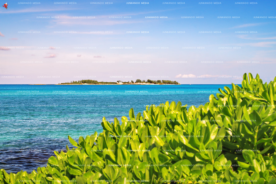 Beach Naupaka plant (Scaevola taccada) in the foreground with ocean in the mid ground and Balmoral Island in The Bahamas in the background underneath a blue sky.