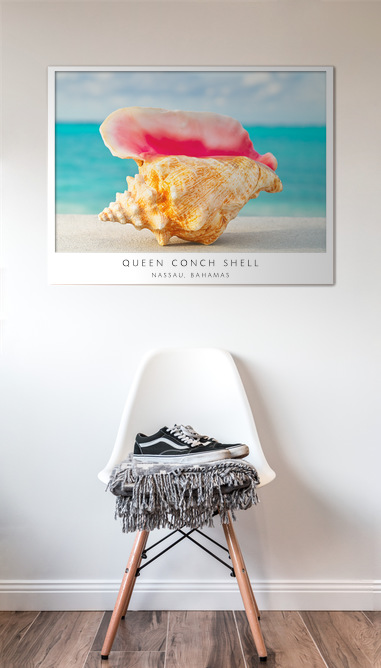 Queen Conch Shell - Image 4