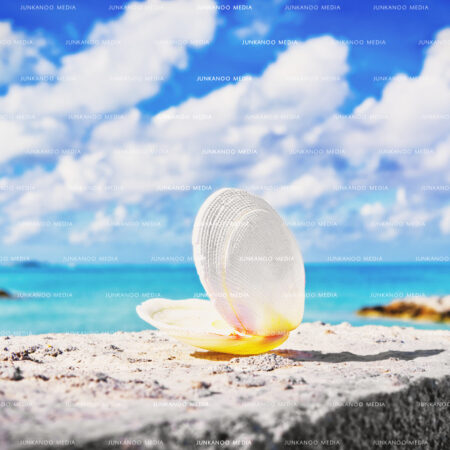 A clam shell overlooks Saunders Beach in Nassau, Bahamas.