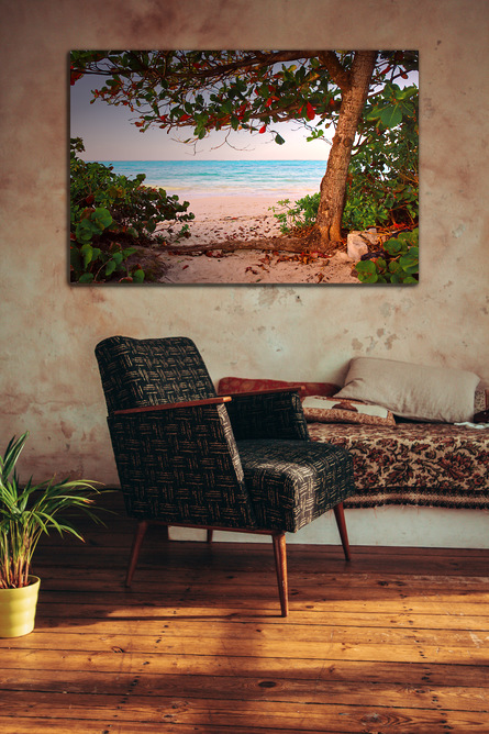 Beach Almond tree at Northwinds - Image 3