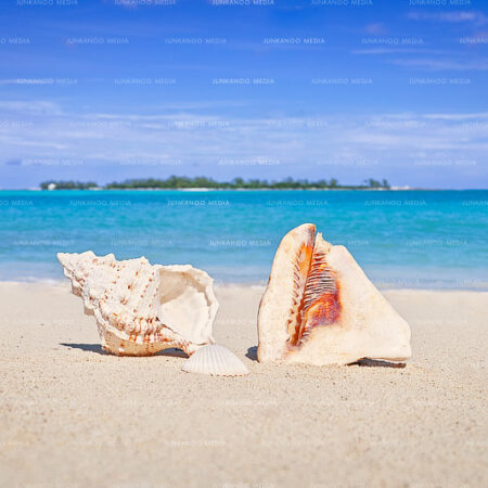 A King Helmet conch and spiral sea shell sits on a beach with Long Cay in The Bahamas in the background.
