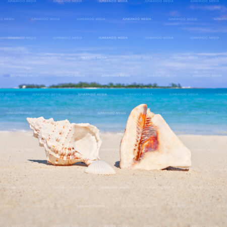 A King Helmet conch and spiral sea shell sits on a beach with Long Cay in The Bahamas in the background.