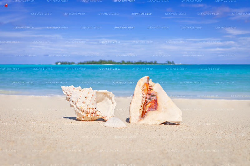 Shells On A Beach