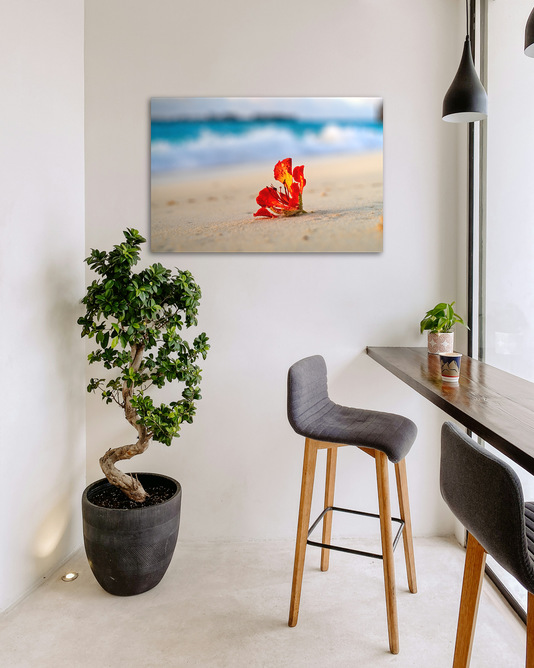 Beach Poinciana - Image 3