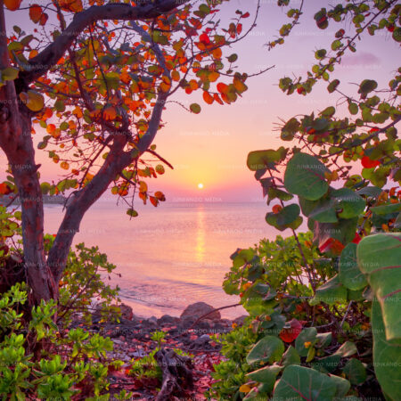 An ocean sunset framed at all angles by sea grape trees in The Bahamas