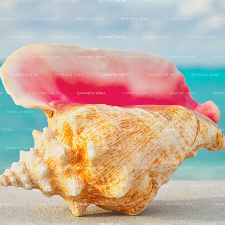 A Queen Conch shell overlooking Caves Beach in Nassau, Bahamas.