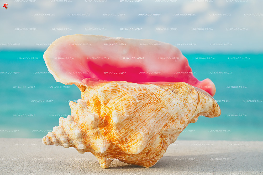 A Queen Conch shell overlooking Caves Beach in Nassau, Bahamas.