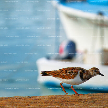 A bird searches for food in the foreground with a fishing vessel moored in the background off Potter's Cay in Nassau.
