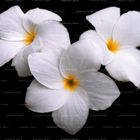 Three white Plumeria flowers with a black background in The Bahamas
